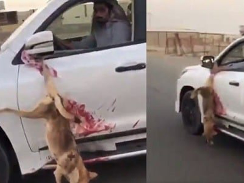 اضغط لمشاهدة الفيديو: خليجي يقتل ذئبًا ويربطه إلى سيارته ويطوف به!